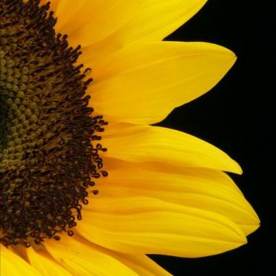 sunflower22's profile picture. Senior Systems Engineer, Baylor Scott & White Health