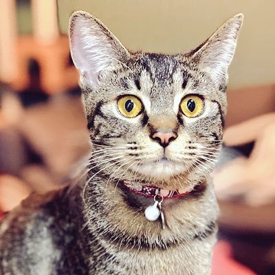 投資暦約3年★まだまだ勉強すること多いですが日々頑張ってます。起業もしたいし農業もしたい! 後悔は残したくないをモットーに色んなジャンルにアンテナはってます✌︎('ω')✌︎トレード用パソコン壊れてしばらくスマホトレーダー。早よ直さな。。。