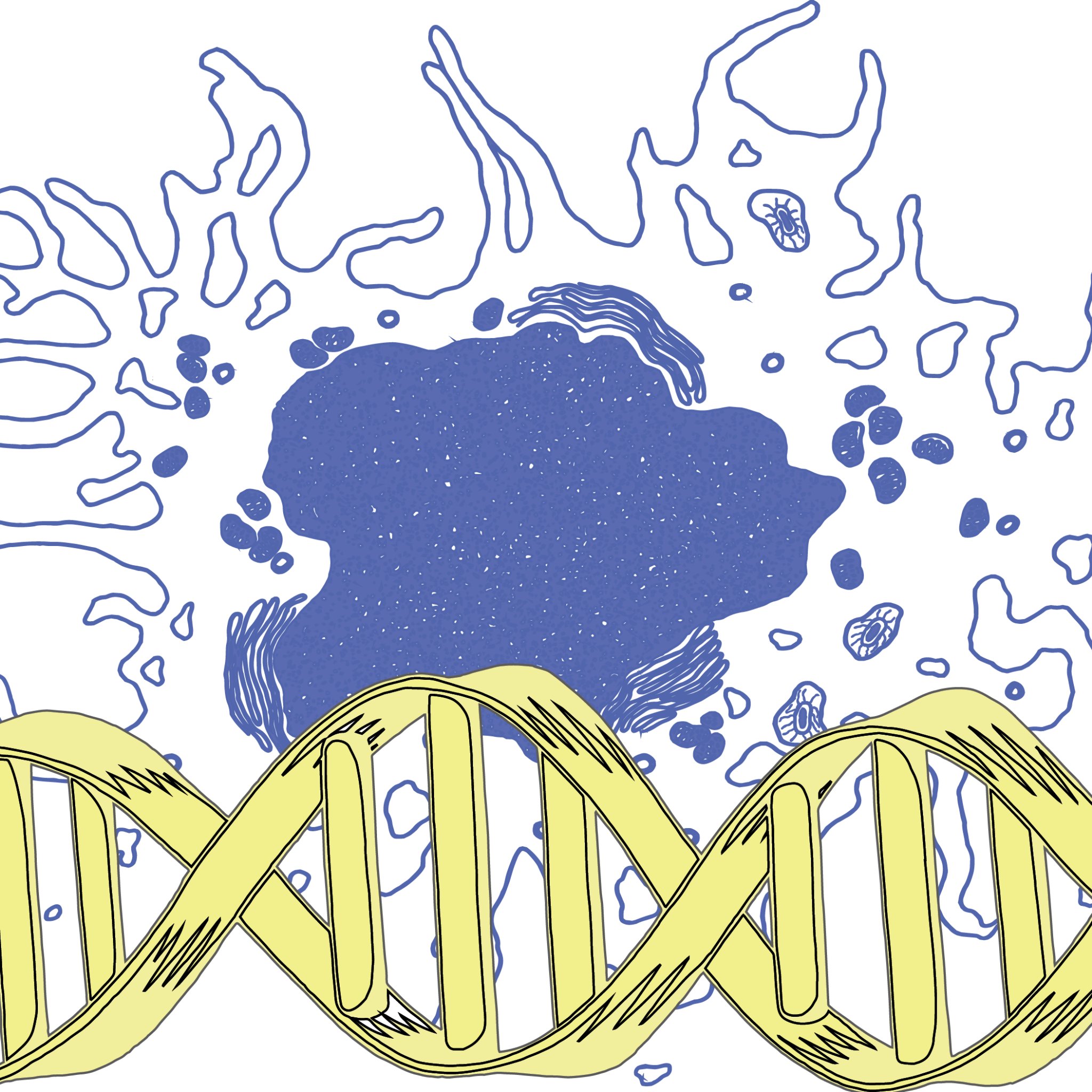 The Carpenter lab is interested in determining the role for long noncoding RNA (lncRNAs) in the immune system.