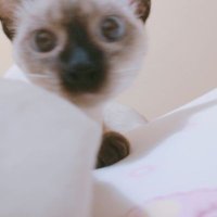 犬 (@quansiwang) 's Twitter Profile