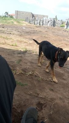 GojeGojela2's profile picture. 