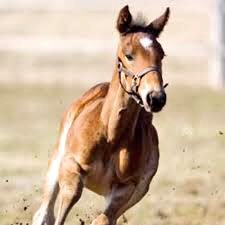 Standardbred Breeders