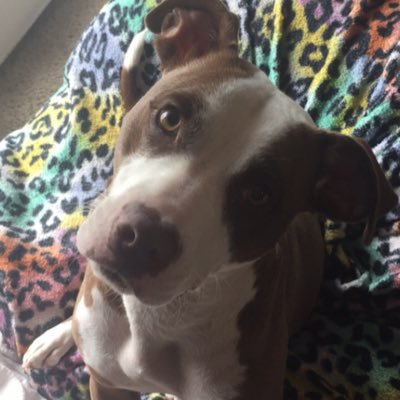 carlirae9's profile picture. I didn’t tweet it about you, no matter what your guilty conscience tells you 😂