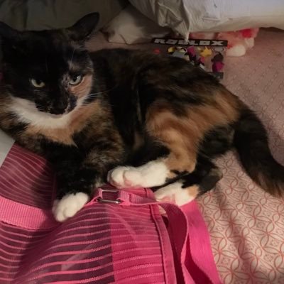 thoughtsofcat13's profile picture. meh hoomans profil ius @ZephyrFox11. Henlo! I am Autumn, I am a cat. I am smol.