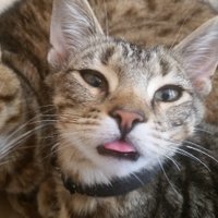 King Kittens (@kingskittens) 's Twitter Profile