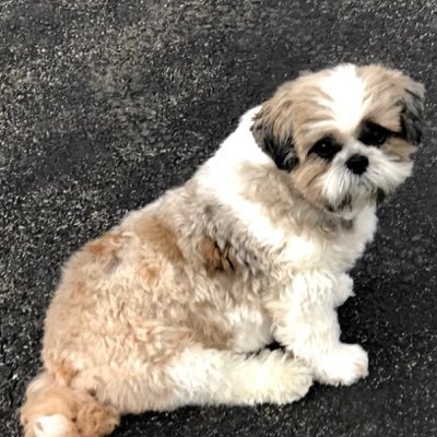 I am a 6 year old Shih Tzu. I was rescued by my current family. I love snuggles and sleeping with my big brother. My fur brudders are Bentley and Koda.