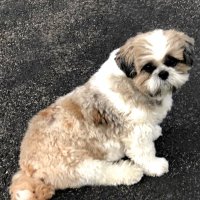 Rocky the Shih Tzu 🌈 OTRB, Bentley and Koda too(@RockyTzu) 's Twitter Profileg