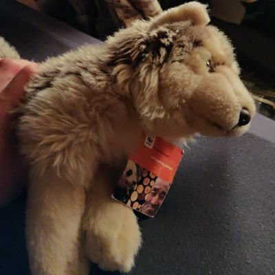 ich bin der kleine GreyWolf und darf mit meinem Herrchen jetzt die Welt erkunden und muss ihn wohl auch auf Stammtische begleiten.