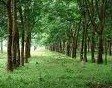 I like the fresh air. So I want to collect green news and share with my friends. Hope this will make our living is better.