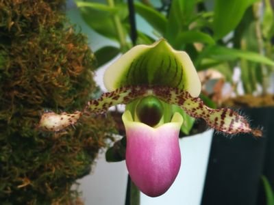 Orquidário particular - Almada - Portugal
Temos várias espécies de orquídeas para vendas
Contacto por e-mail ou mensagem, envio apenas para Portugal e Ilhas