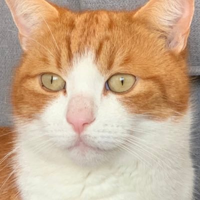 Charlie_cat000 Profile Picture