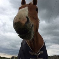 Archie the Suffolk 🐴(@archiesauraus) 's Twitter Profile Photo