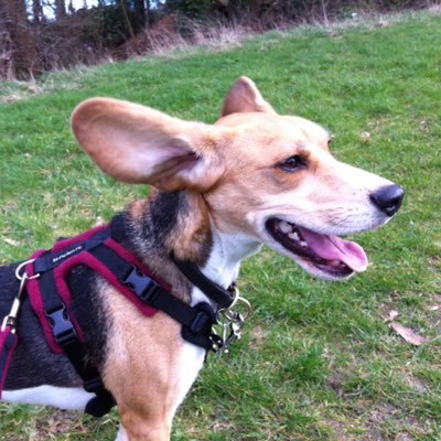 rescuedogdexter Profile Picture