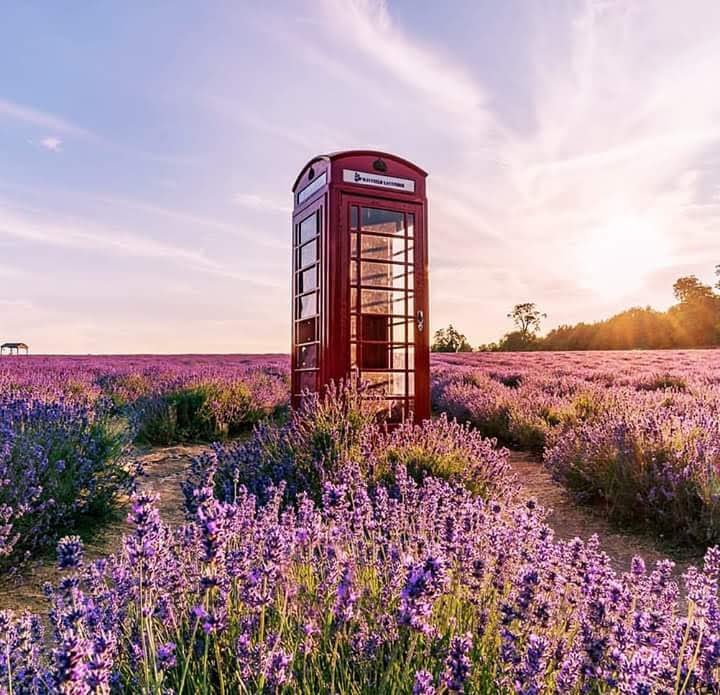 sharpykel's profile picture. 