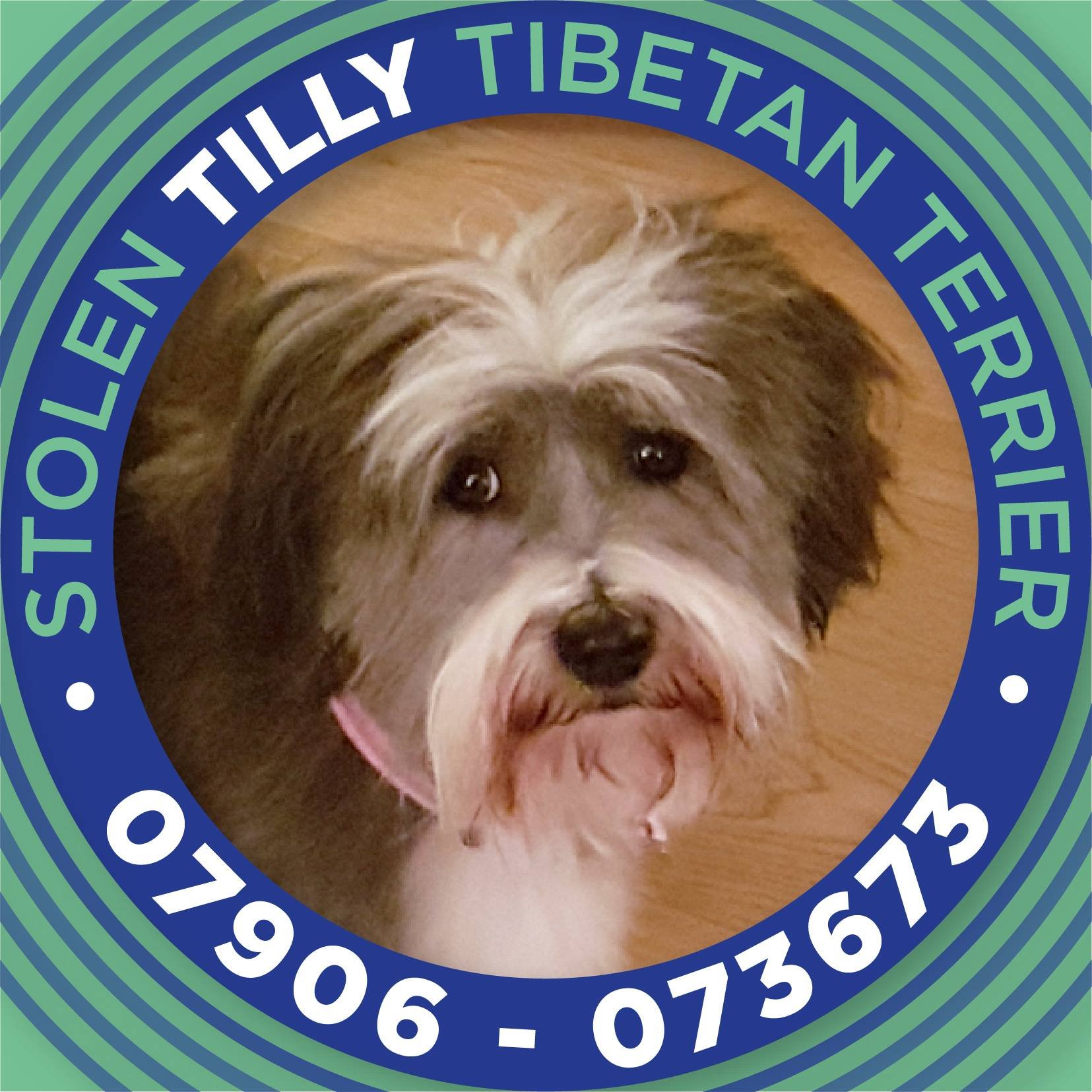 Help find Tilly who went missing 15 Sept from OX29 & hasn't been seen since. If you know ANYTHING please either call or Tweet, we are desperate for her return