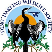 Ding Darling Wildlife Society(@DingDarlingWS) 's Twitter Profileg