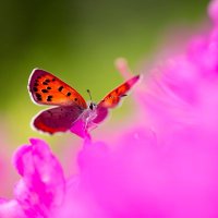 ムシミル🐞昆虫写真家が作るWeb図鑑 (@insect_design) 's Twitter Profile