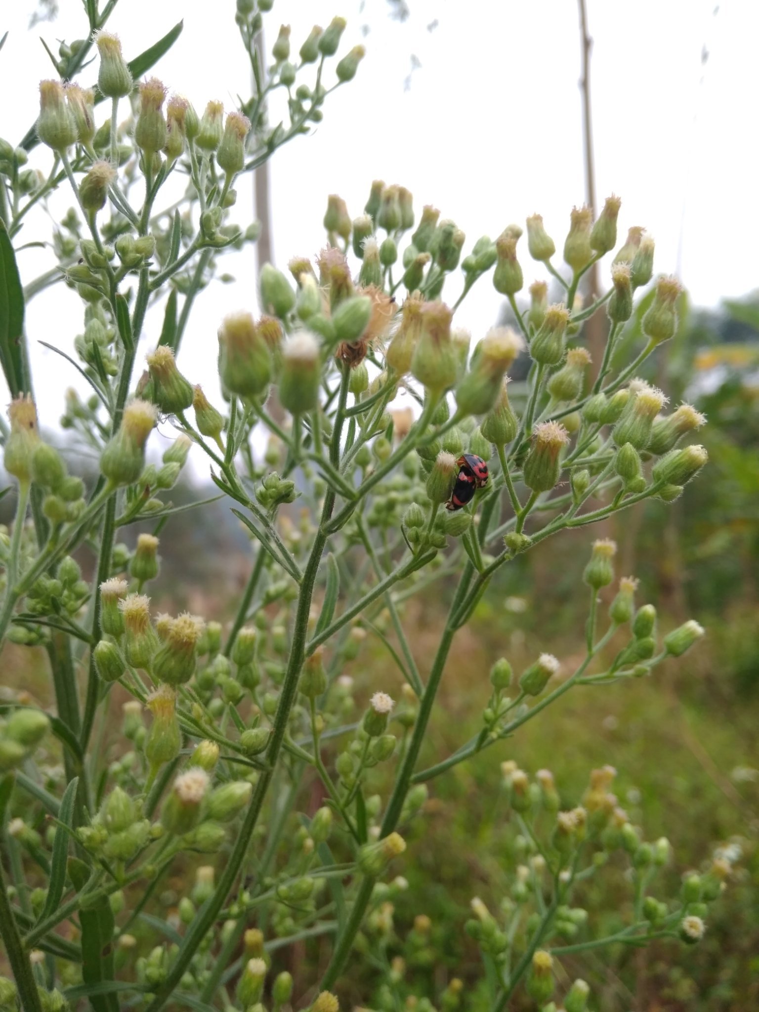 ClassReflection's profile picture. C