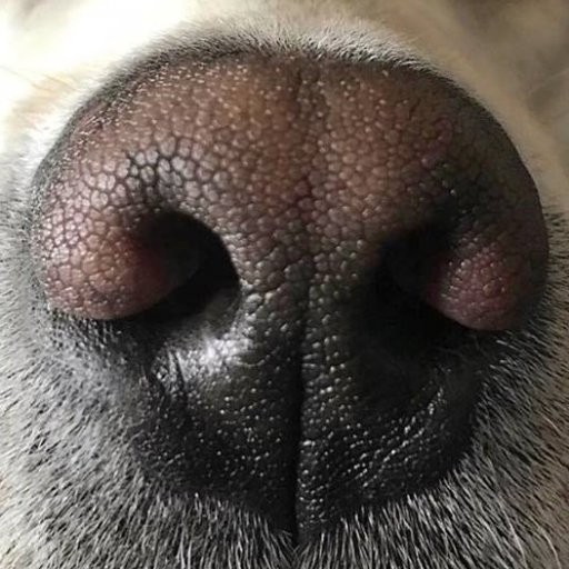 Barney's Noseさんのプロフィール画像