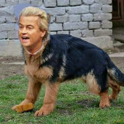 I wish i KILL Dirty Dog Geert Wilders