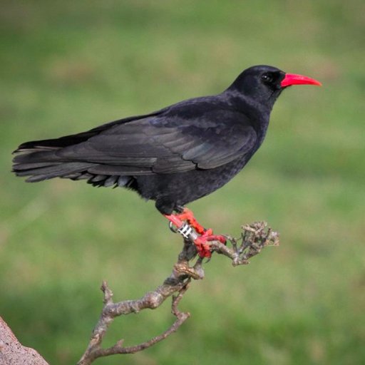 Cornish Chough monitoring and conservation