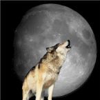 ibsenwolf Profile Picture