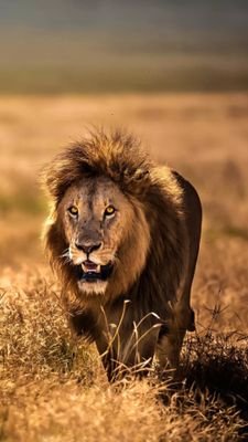 A lion sleeps in the heart of every Brave man
