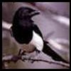 sistermagpie Profile Picture