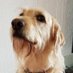 Hovis the Therapy Dog (@hovistherapydog) Twitter profile photo Hovis the Therapy Dog (@hovistherapydog) Twitter profile photo