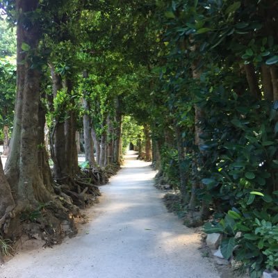 H1Mvs's profile picture. 無言フォロー失礼します