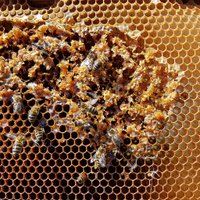 Beekeeper Tips(@BeekeeperTips) 's Twitter Profile Photo