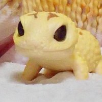 あいな🐇½ (@olemonade) 's Twitter Profile