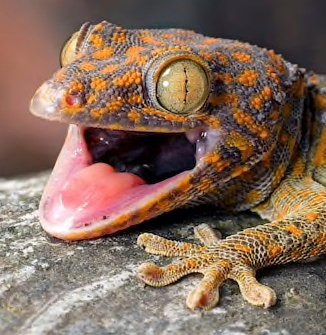 GeckoActual