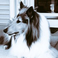 John. P. Stewart (@johnpstewart2) 's Twitter Profile