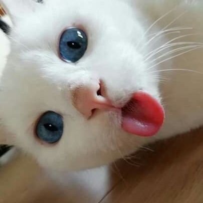 JoshuaDuites's profile picture. 
