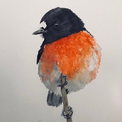 Birder, Watercolour painter (mainly birds), large format photographer