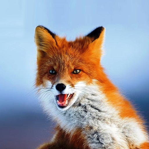 CinderfoxIII's profile picture. 