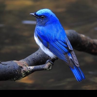 o_ruri_cpa's profile picture. 修了考査合格