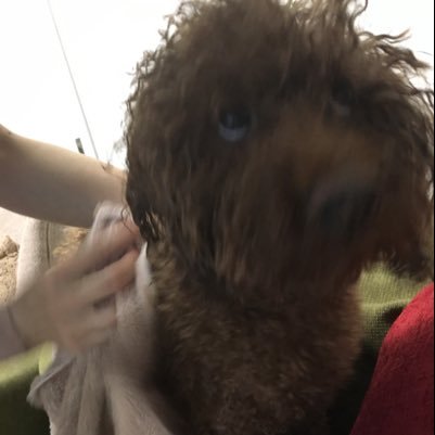 Ibuki_Stopgame's profile picture. ゲームするな