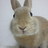rabbit_tail14's profile image