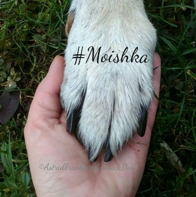 #Moishka #Wilka, mit @hoffmann20031 in Love, Peace & Rock'n'Roll 💖☮🎶🎸 
GlamrockDog#7040