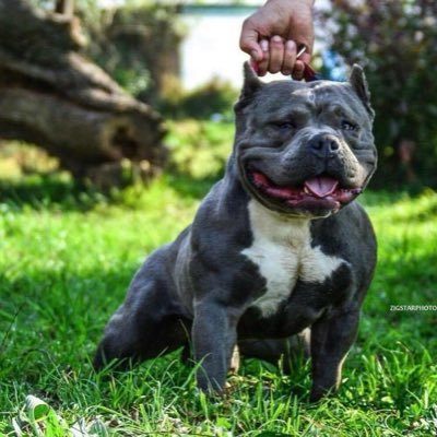 South African based AmericanBully kennel. importing and producing the best, most sought after dogs in SouthAfrica.