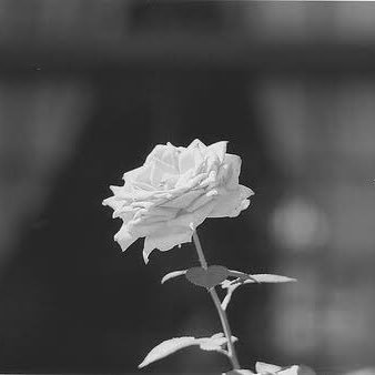 neg_messages's profile picture. ماذا يوجد في الجانب الآخر من الحياة ! هل هو الليل فحسب ؟ والصمت والعزلة ؟ ماذا يبقى إذا انتهت الرغبات والذكريات والآمال !