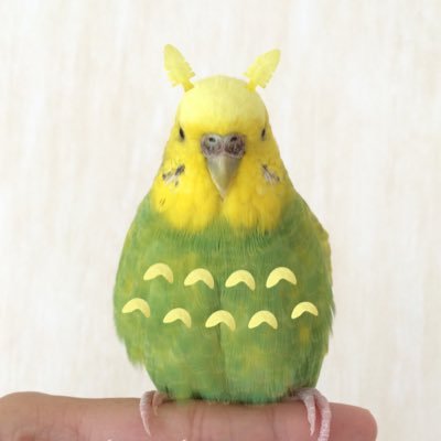 Tweets With Replies By いんこ日和 Parakeet Pandg Twitter
