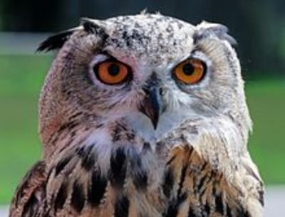 noggout's profile picture. 