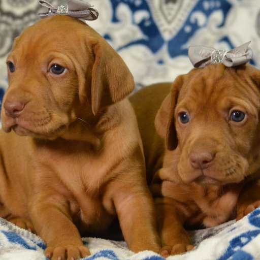 #AKC #Breeders of Merit with 20+ years of experience in ethically breeding, training, & showing quality #GoldenRetrievers & #Vizslas. #Puppy Info: 805.532.2216