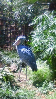 hashibiro1981's profile picture. 