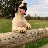 Dogs n Logs (@dogsnlogs) 's Twitter Profile