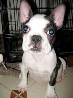 I am Picasso a French Bulldog, I was born December 15, 2008 I am therefore I tweet!