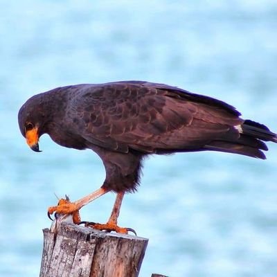 CameVidal2's profile picture. Vivo la vida como se presenta